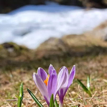 Stackler54 - Mit Garten Apartman